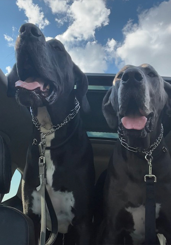 Dr Ricca's two Great Danes
